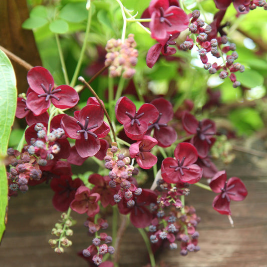 Chocolate Vine (Akebia quinata) plant in a nursery pot with healthy green foliage