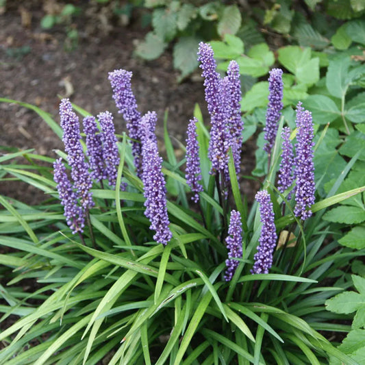 Lily Turf plant card – Big Blue Liriope variety
