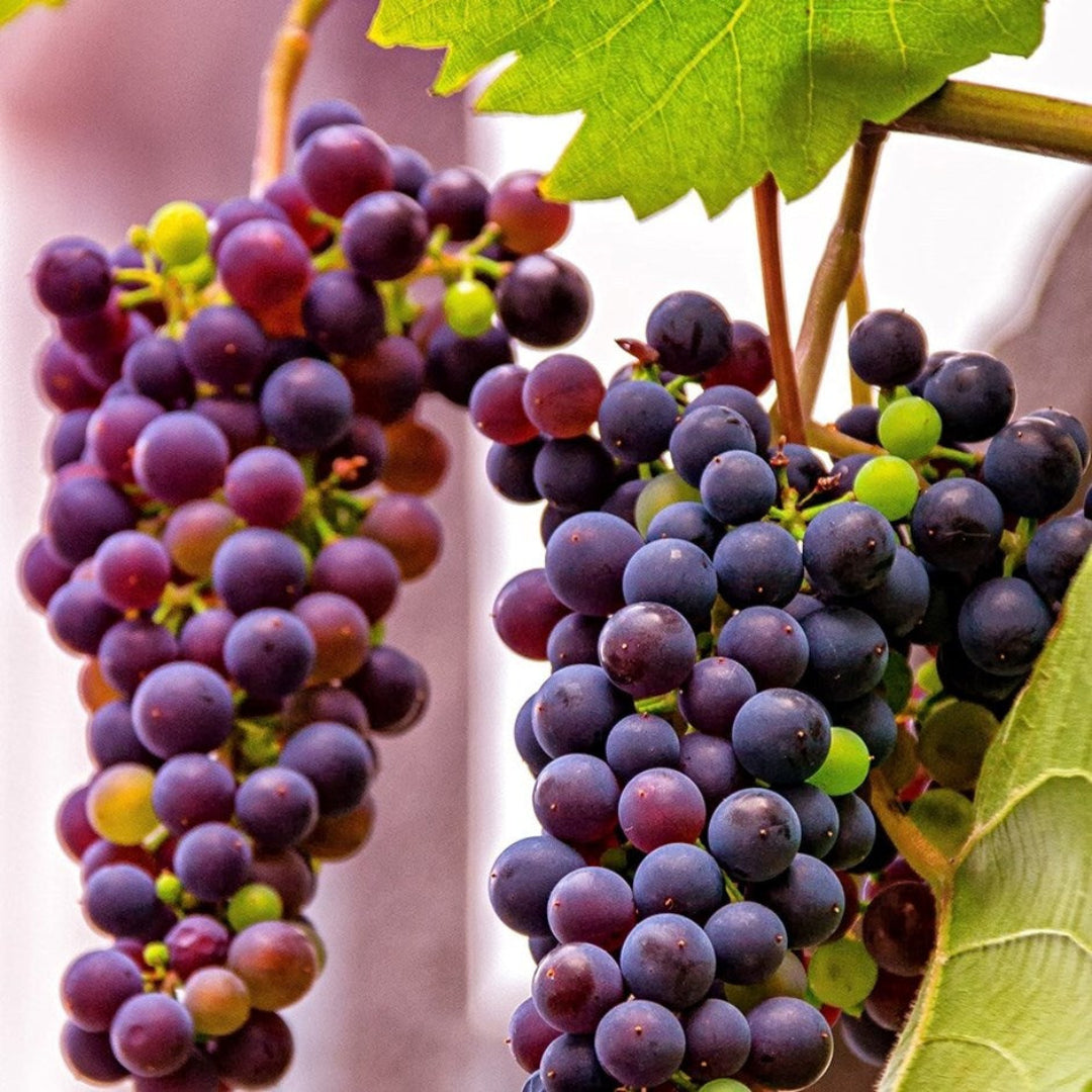 Einset Red Seedless Grape Vine | Pixies Gardens