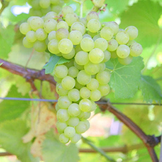 Chardonnay grape vine leaves and fruit close-up