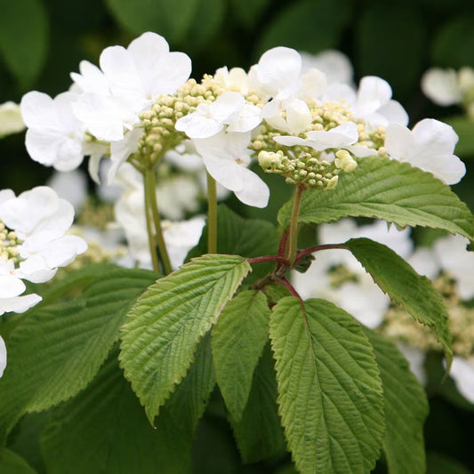 Japanese Snowball Viburnum Shrub Displaying Dense White Flower Clusters
