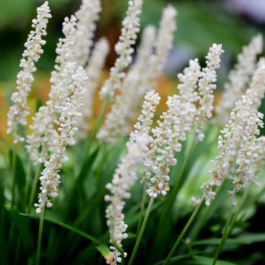 Liriope Muscari Monroes White evergreen groundcover
