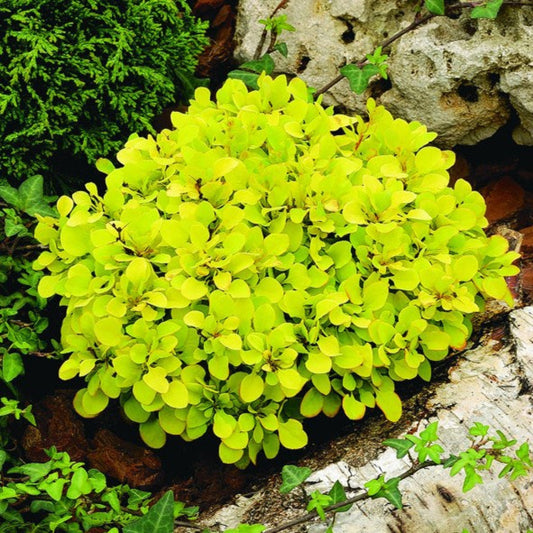 Barberry Tiny Gold