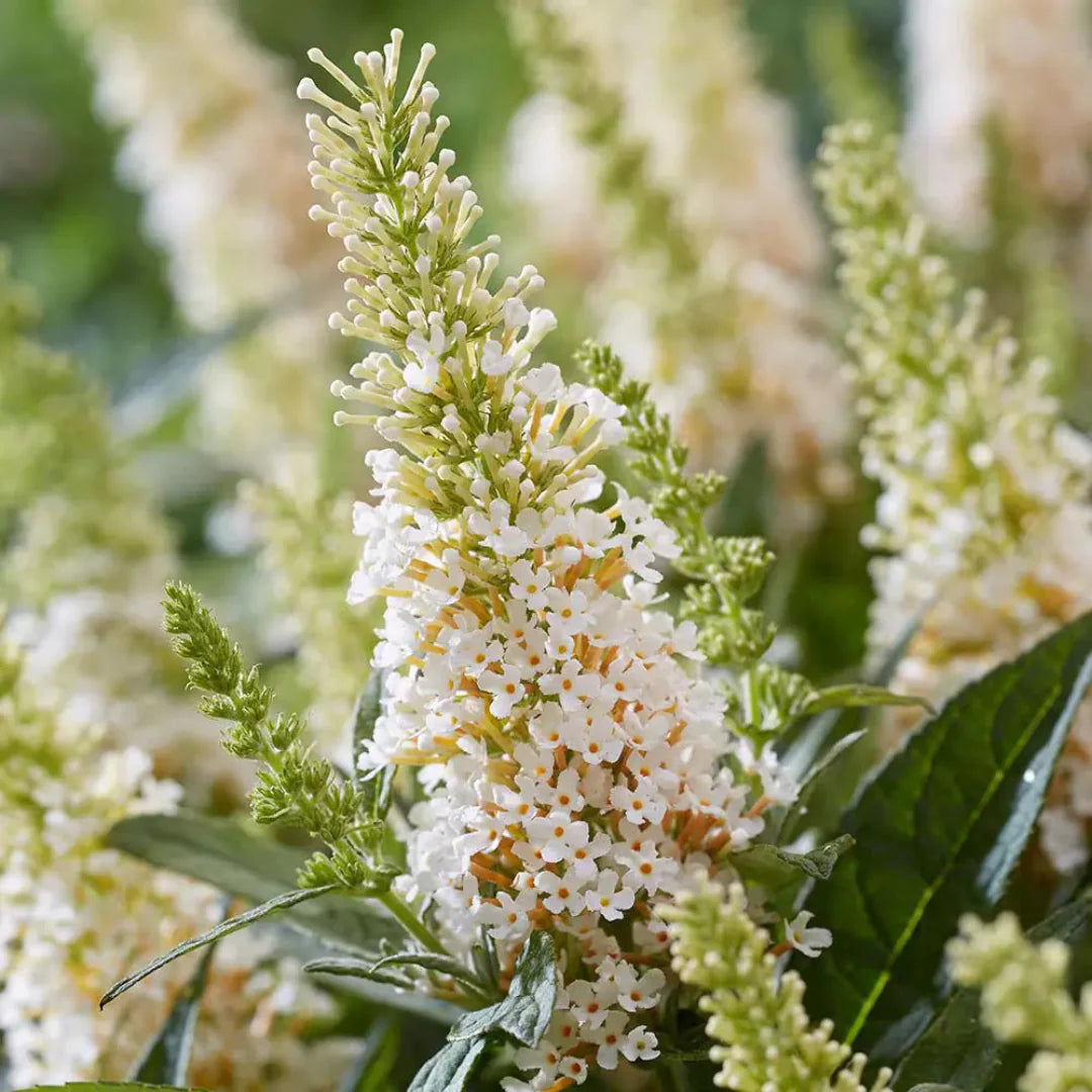White Butterfly Bush – shrub