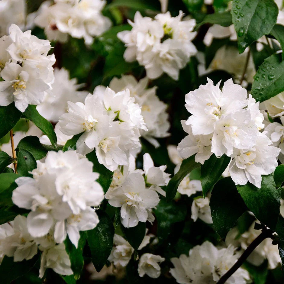 Dwarf Mock Orange shrub green foliage and flowers