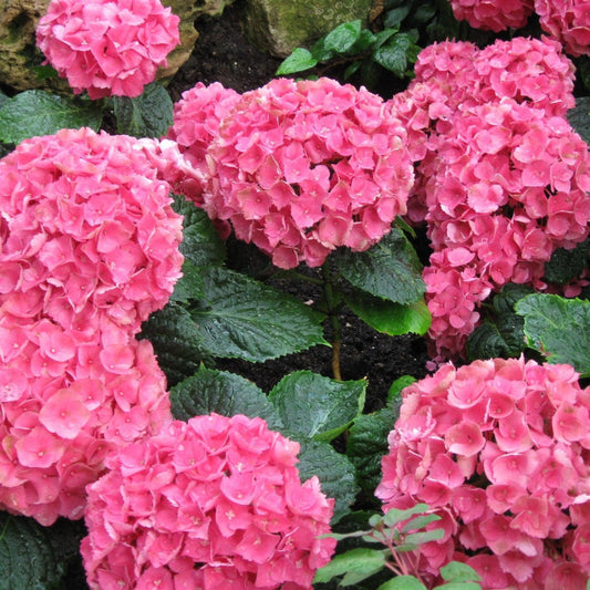 Beautiful pink Hydrangea Merritts Supreme blossoms in full bloom
