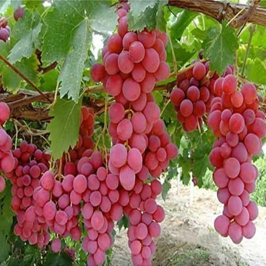 Ripened red seedless grapes hanging on healthy grapevine