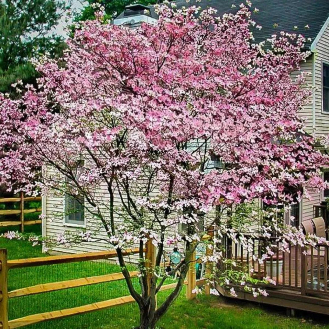 Petals and foliage of blooming Pink Beauty Hybrid Dogwood