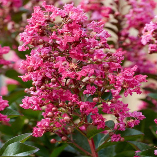 Healthy Berry Dazzle crape myrtle shrub in nursery pot