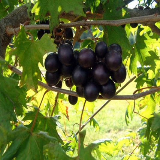 Noble muscadine grape vine gallon size plant