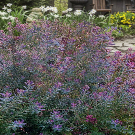 Rosa’s Blush Blueberry Bush in Nursery Pot – Outdoor View