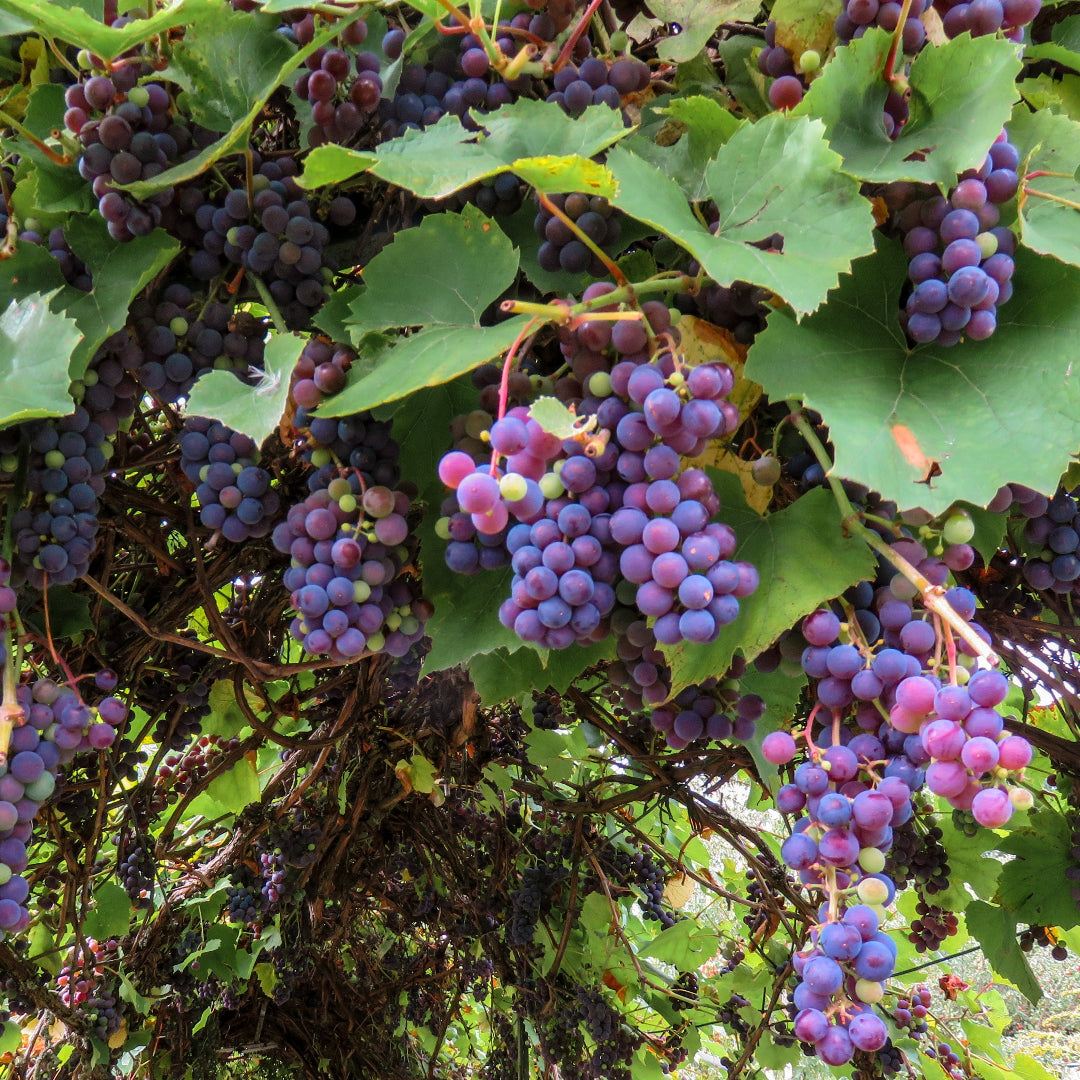 Sunbelt Grape Vine – Large Sweet Black Grap | Pixies Gardens