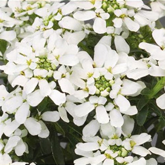 White Iberis Candytuft garden perennial flowersWhite Iberis Candytuft garden perennial flowers