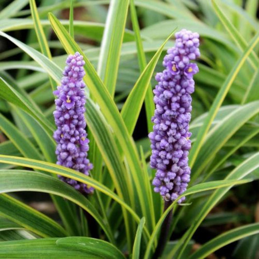 Fresh nursery-grown Lily Turf plant photo