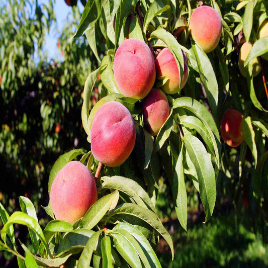 O'Henry Peach Tree rootstock plant ready for planting