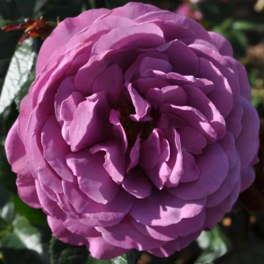 Plum Perfect Sunbelt floribunda rose bush