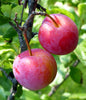 Plum Trees