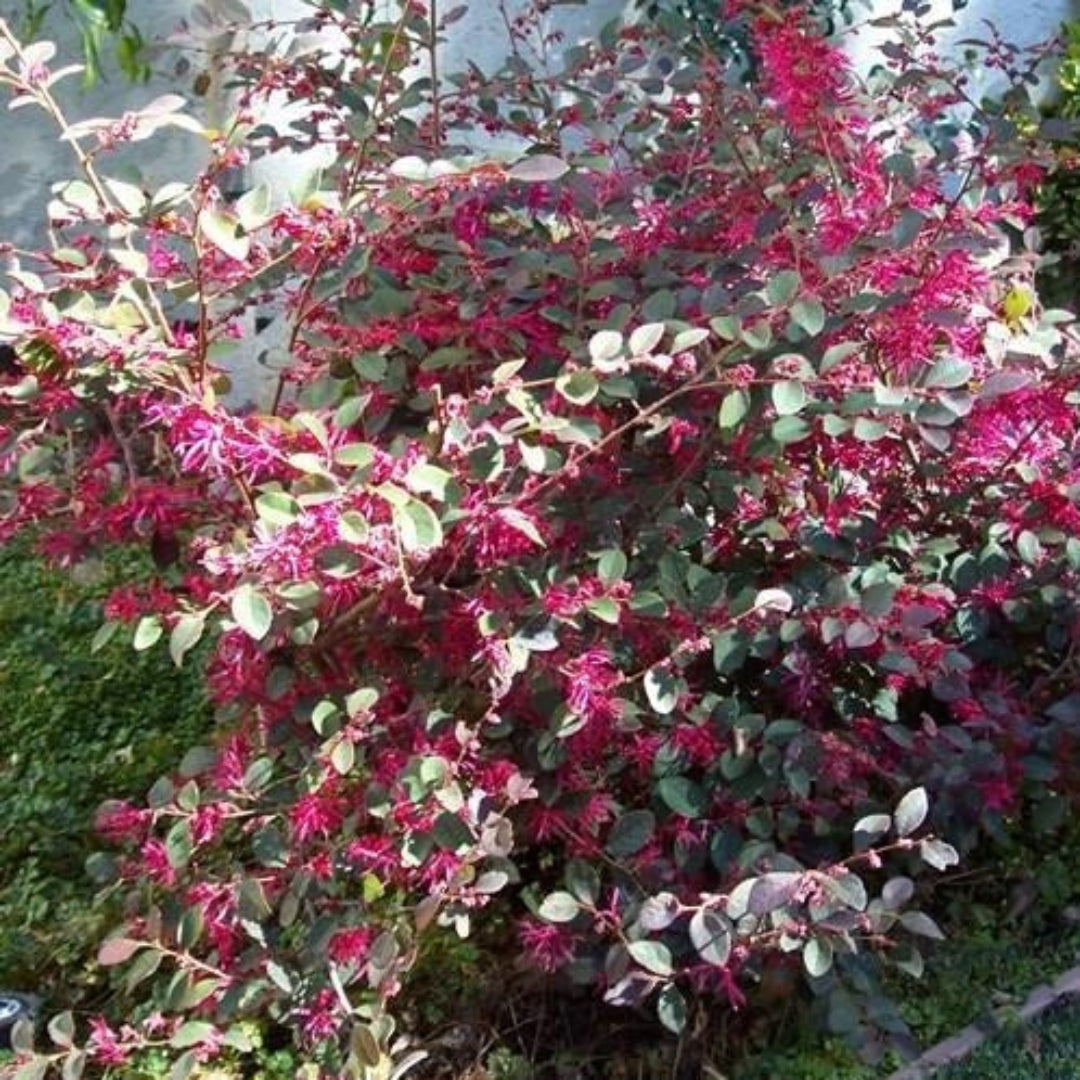 Plum Delight Loropetalum shrub with vibrant pink fringe flowers in full bloom