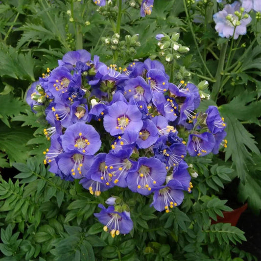 Polemonium boreale 'Heavenly Habit' Jacob's Ladder – evergreen