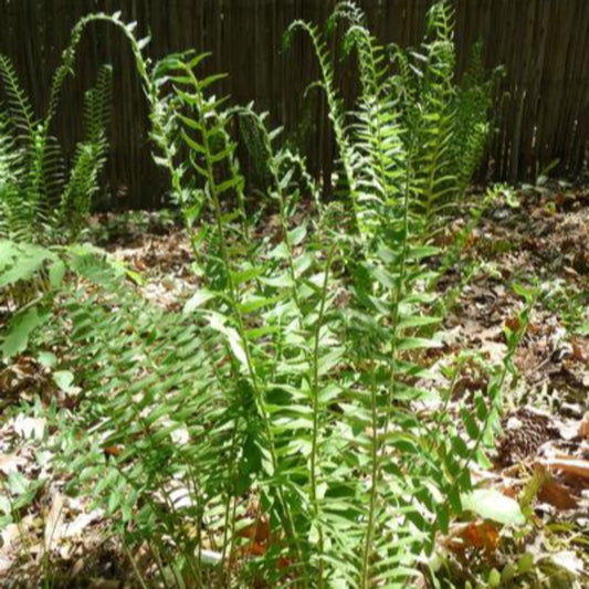 Polystichum acrostichoides Christmas fern hardy native fern plant