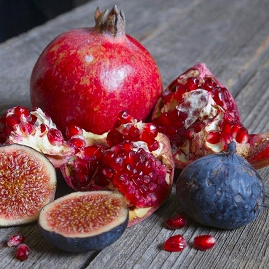 Celeste Fig fruit growing on branch showing rich purple skin