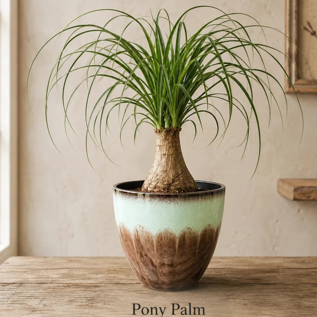 Ponytail Palm Tree - Live Indoor Plant in Plastic Pot