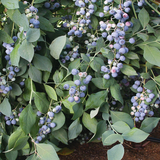 Garden scene showing Powderblue Rabbiteye Blueberry Plant