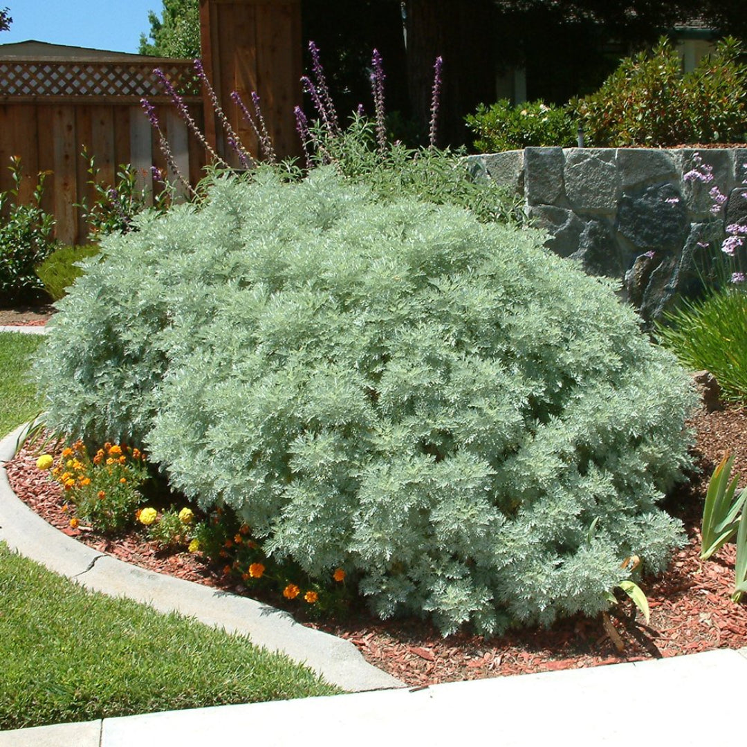Artemisia Powis Castle plant with soft silver-gray foliage in close detail