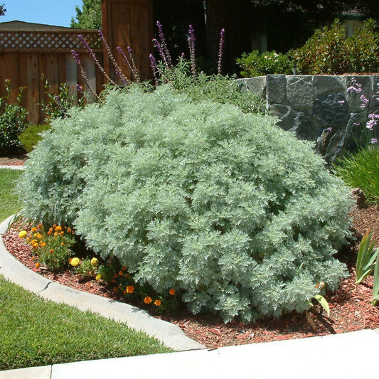 Artemisia Powis Castle plant with soft silver-gray foliage in close detail