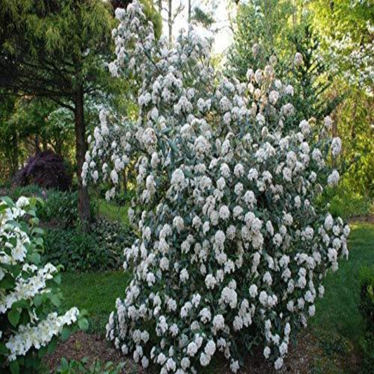 Compact Pragense Viburnum Shrub Perfect for Privacy Hedges and Borders