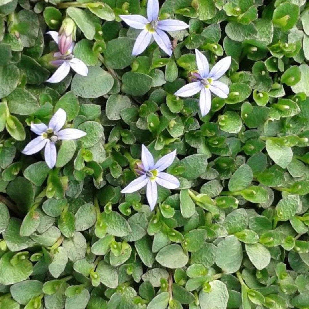 Pratia pedunculata 'County Park' – evergreen