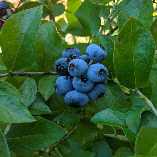 Blueberry harvest season for Premier Blueberry Bush
