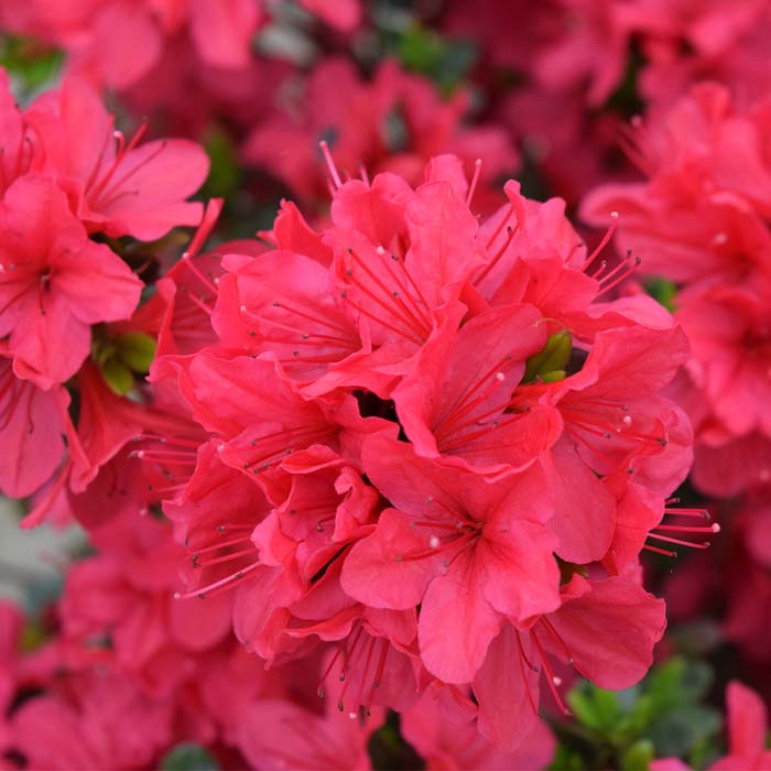 Hino-Crimson Azalea shrub with bright red spring flowers