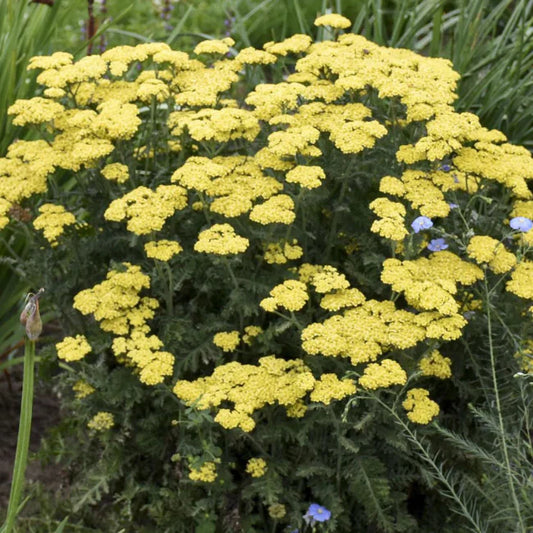 Achillea Firefly Collection 'Firefly Sunshine' Yarrow – evergreen shrub