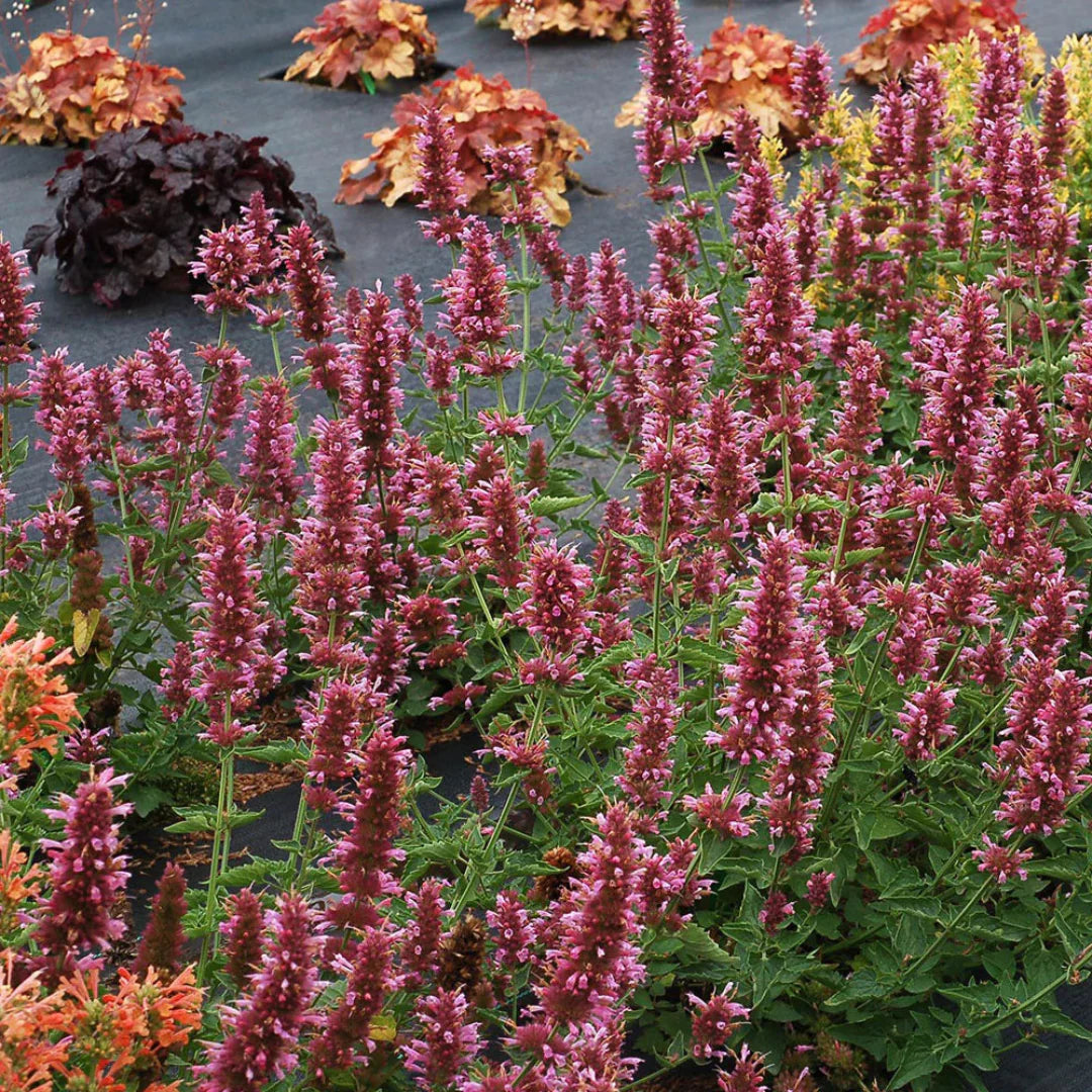 Agastache Poquito Series ‘Lavender’ Hyssop – flowering perennial