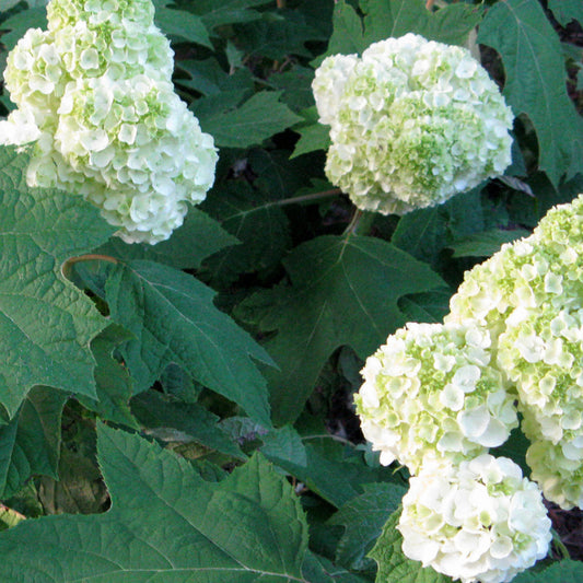 Harmony Oakleaf Hydrangea plant in landscape with mature blooms