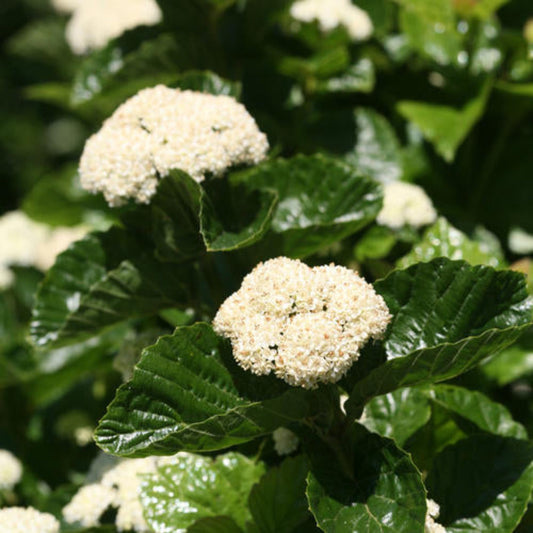 Viburnum dentatum ‘All That Glitters’ viburnum bush showing shiny leaves and small white viburnum flowers