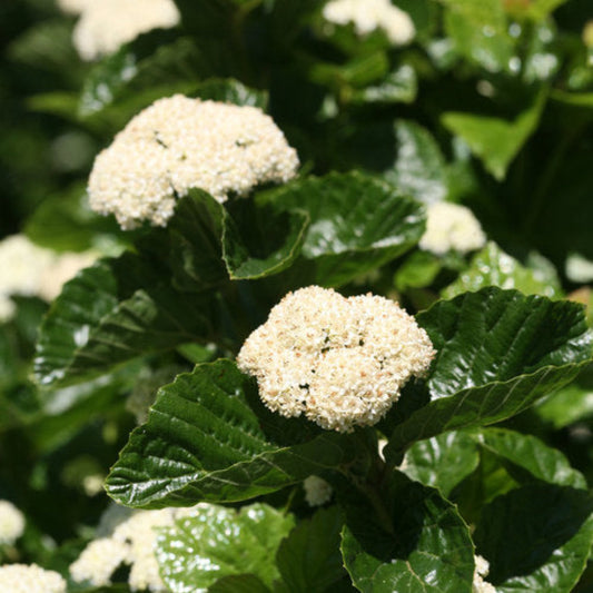 All That Glitters Arrowwood Viburnum Shrub with glossy green leaves and white viburnum flowers