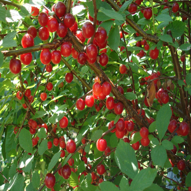 Prunus tomentosa Nanking Cherry Branch with Ripe Red Fruits Cold Hardy Cherry Variety