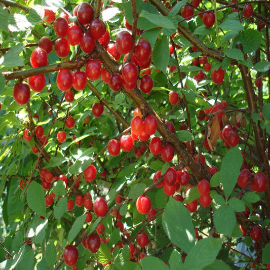 Nanking Cherry Shrub – Edible Red Cherries & White Blooms | Zones 2–7 live plant for landscaping and home gardens