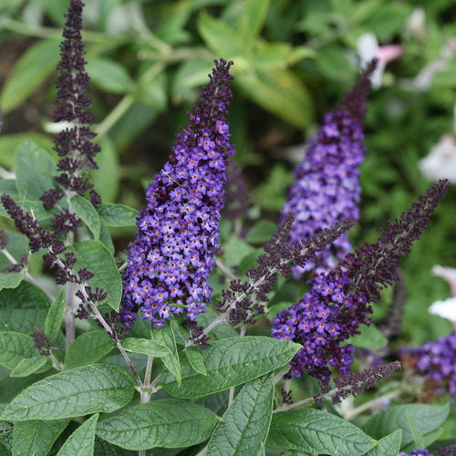 Buddleia Pugster Blue Butterfly Bush – shrub