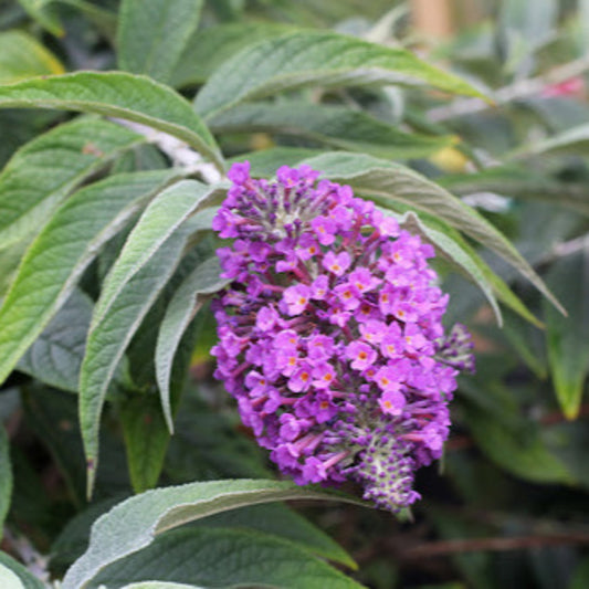 Lo & Behold 'Purple Haze' Butterfly Bush Buddleia – shrub