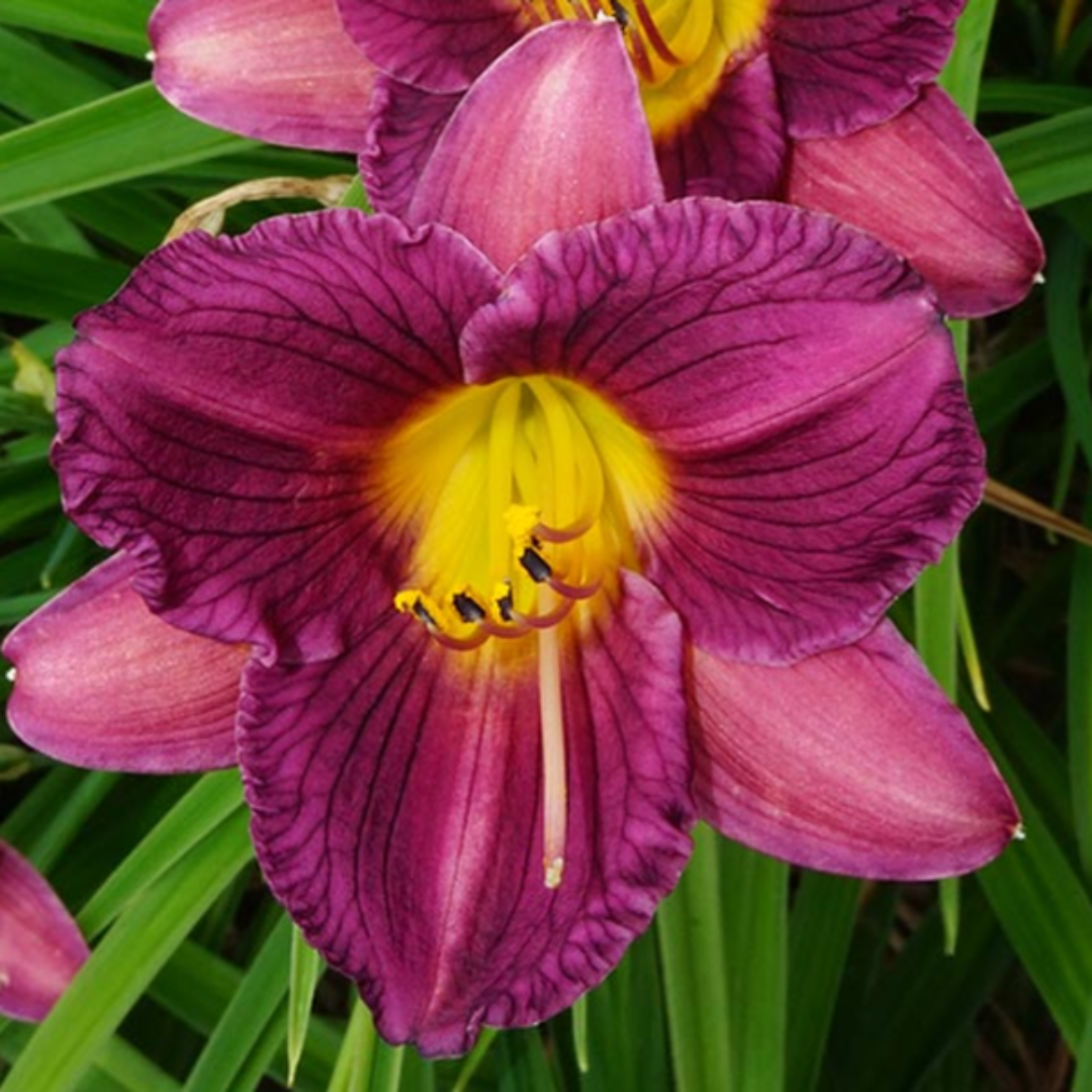 Daylily Purple d’Oro Plant
