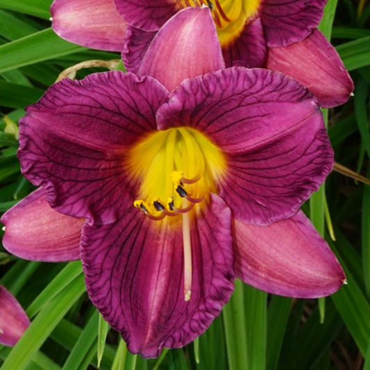 Daylily Purple d’Oro Plant