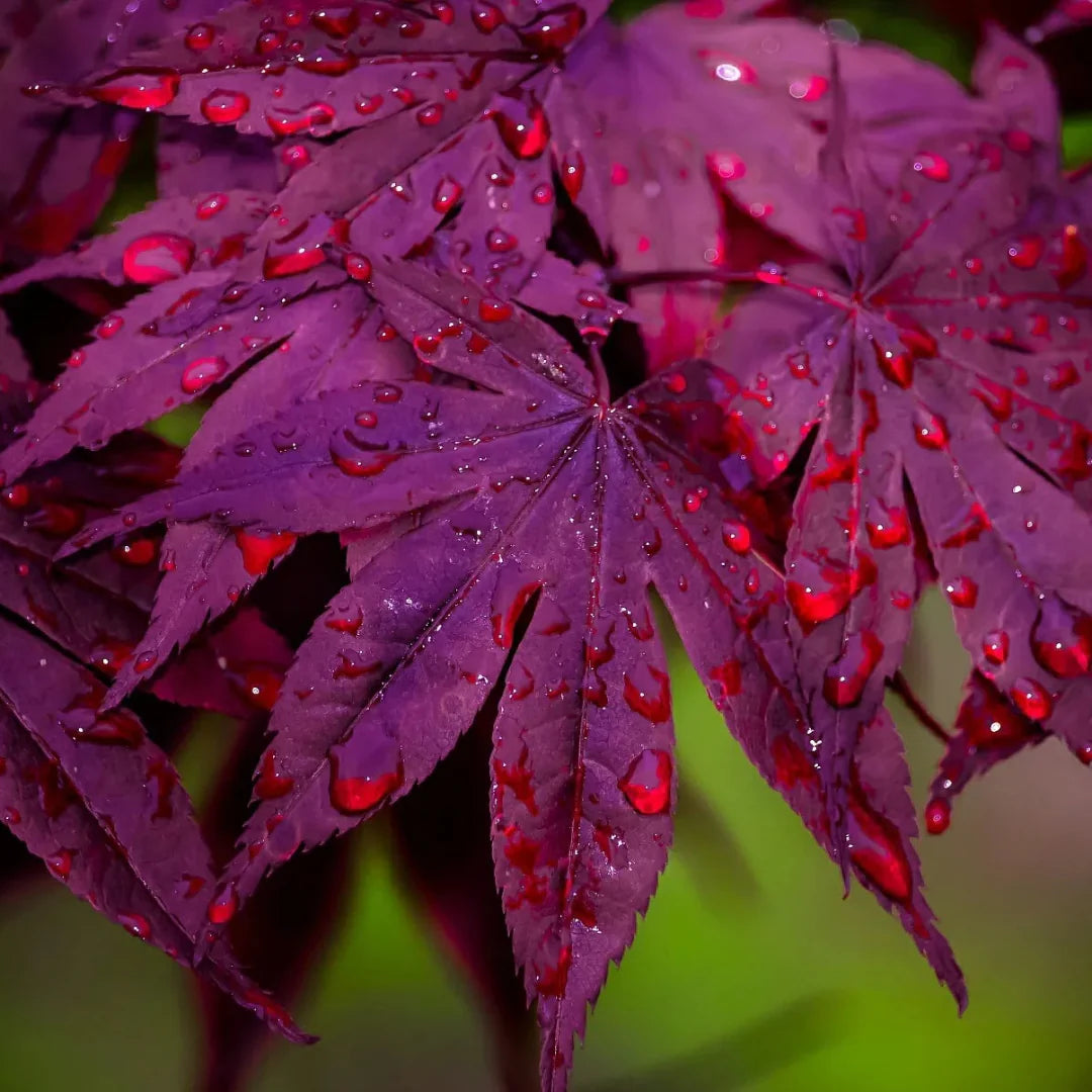 Ornamental Purple Ghost Japanese Maple growing outdoors with vibrant purple foliage