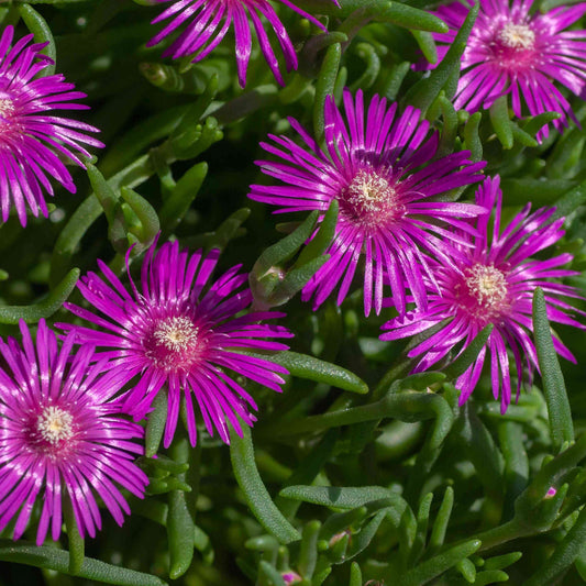 Purple Ice Plant Delosperma cooperi flowers