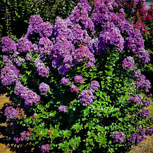Early Bird Lavender crape myrtle tree with full purple bloom display in late spring