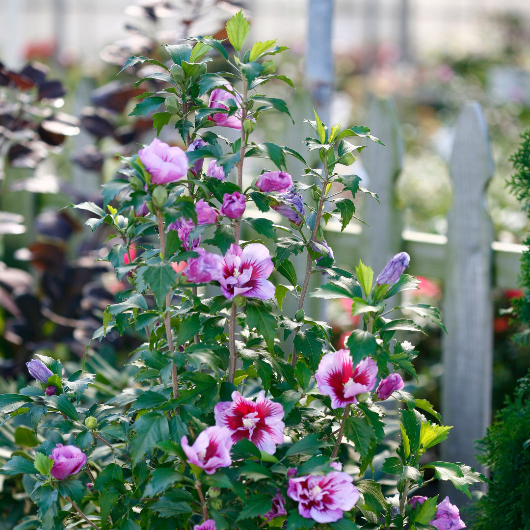 homeandgardensforless.com