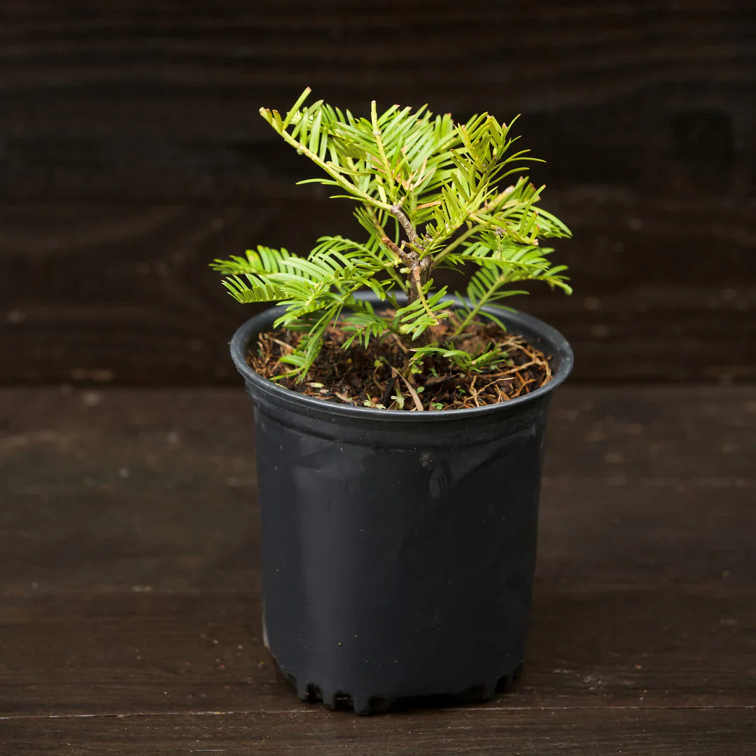 Plum yew evergreen shrub in shaded landscape