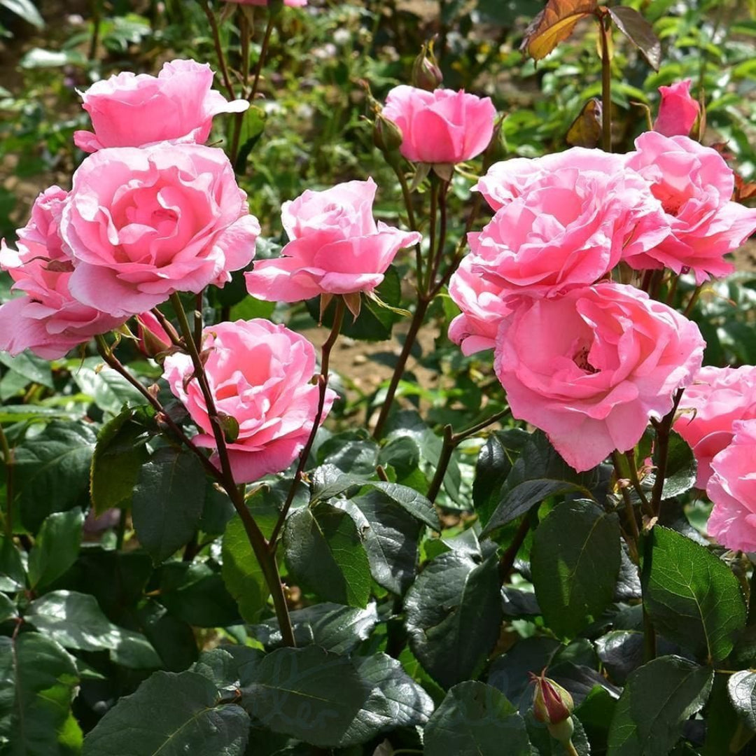 Climbing Queen Elizabeth Rose – flowering shrub